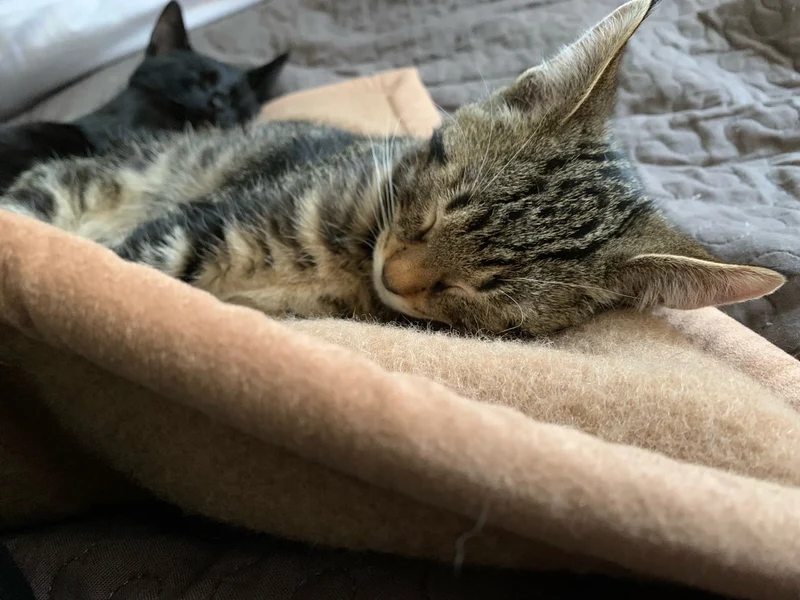 Pet-Deluxe Katzendecke