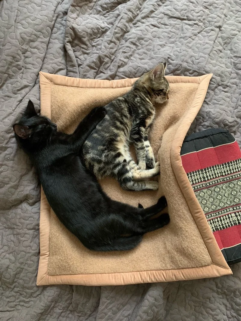 Pet-Deluxe Katzendecke