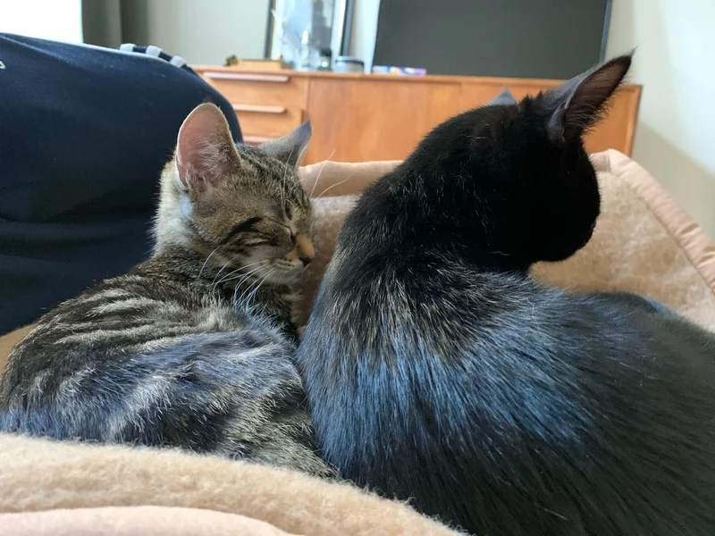 Pet-Deluxe Katzendecke