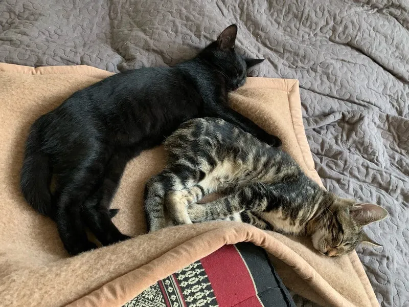 Pet-Deluxe Katzendecke