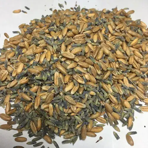 Bio Lavendelkissen Löwe – Einschlafhilfe mit Dinkel & Lavendel